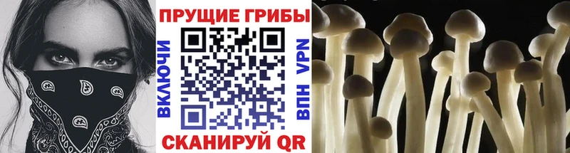 Галлюциногенные грибы мухоморы Павловская